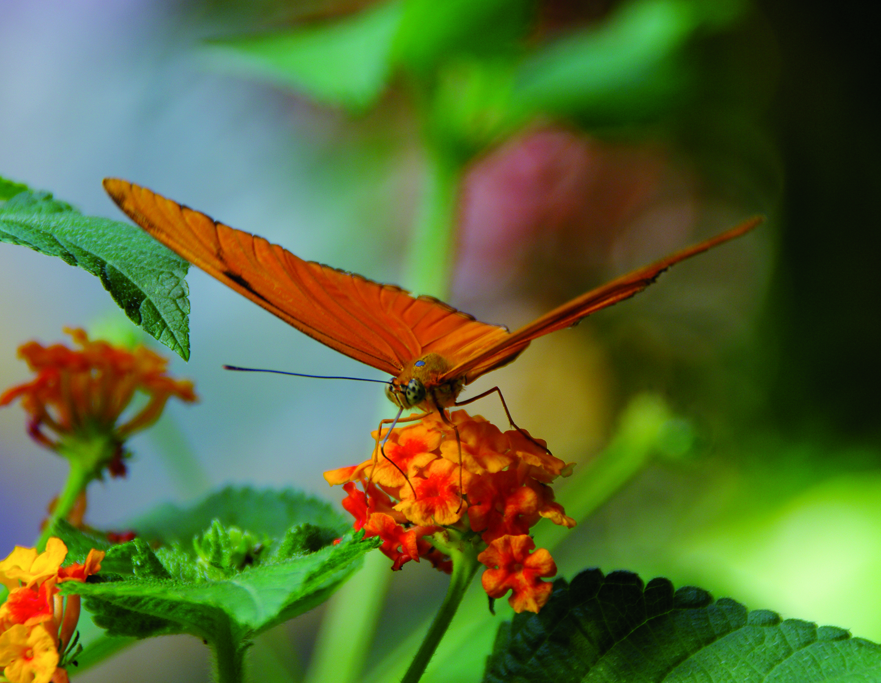 PAPILLON avant-après