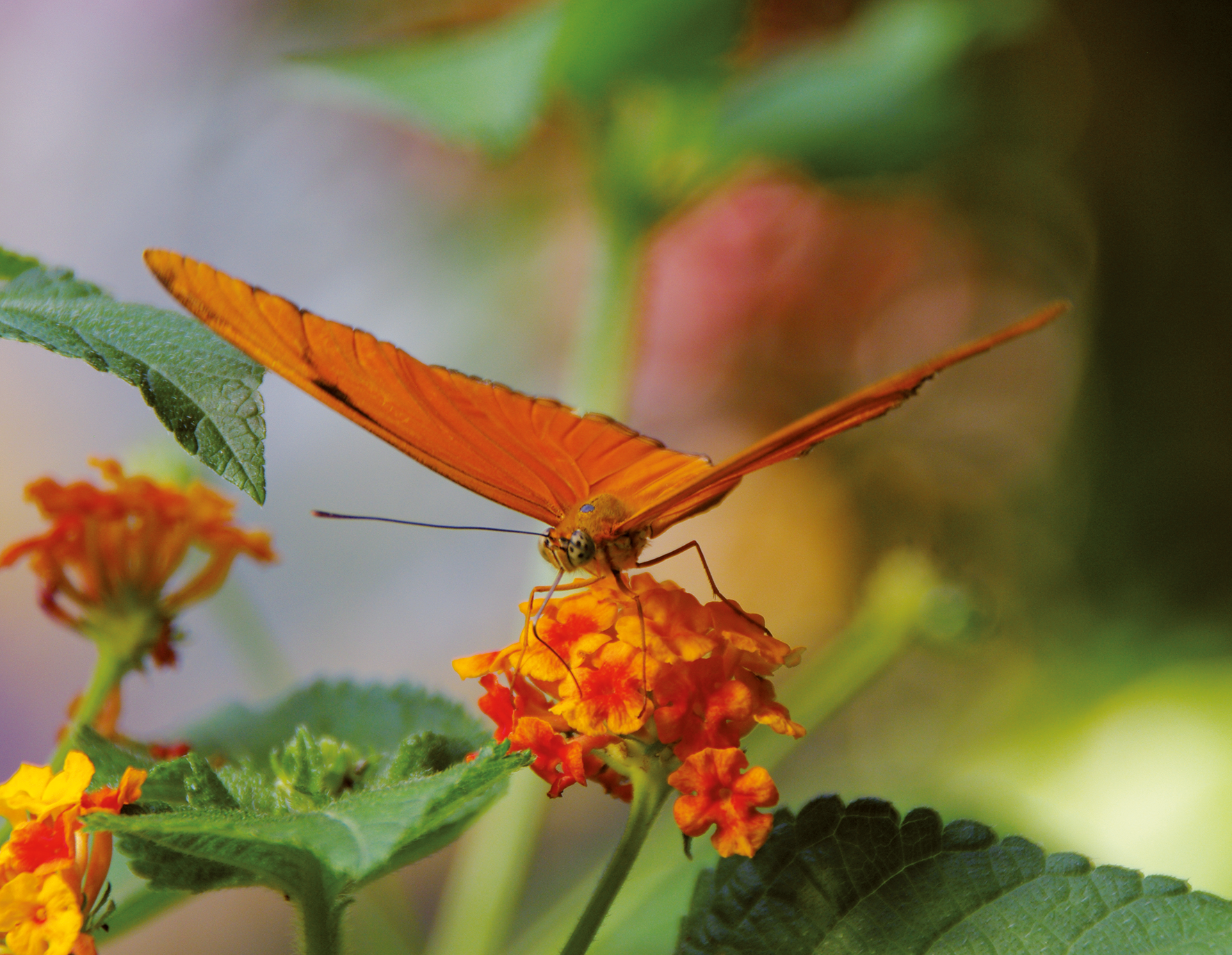 PAPILLON avant